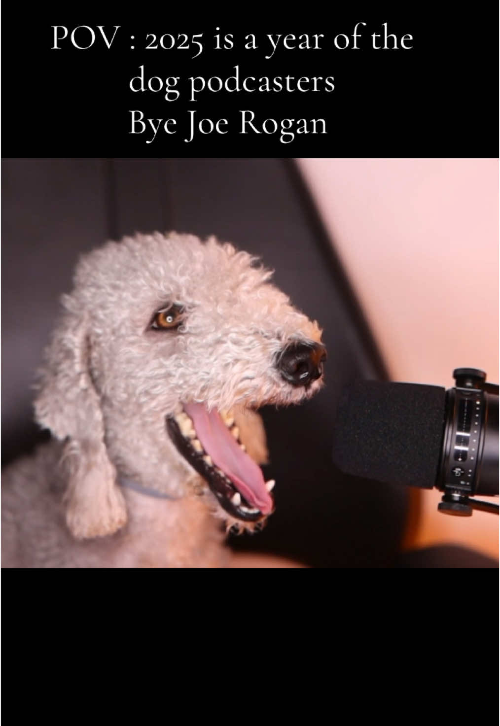 lol, we love you#joerogan #podcasts #fypdong 