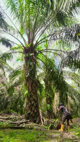 Maik Meres hhh#kulisawitmalaysia🌴🇲🇾🇮🇩 #anakrantau 