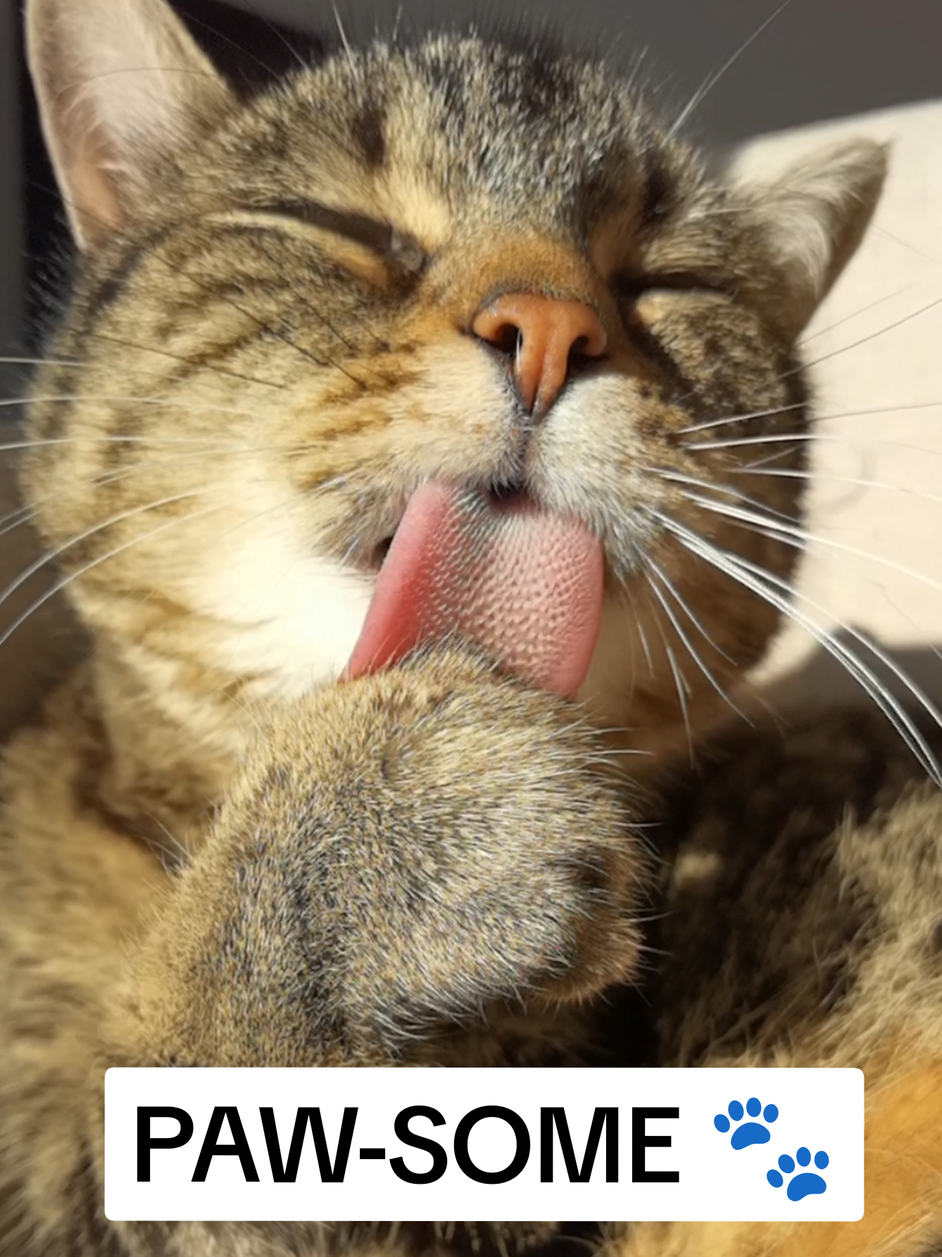 Misti Slow-motion Superstar 😻😋😻 #cat #catsoftiktok #fyp #viral 