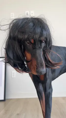 dog with a bob