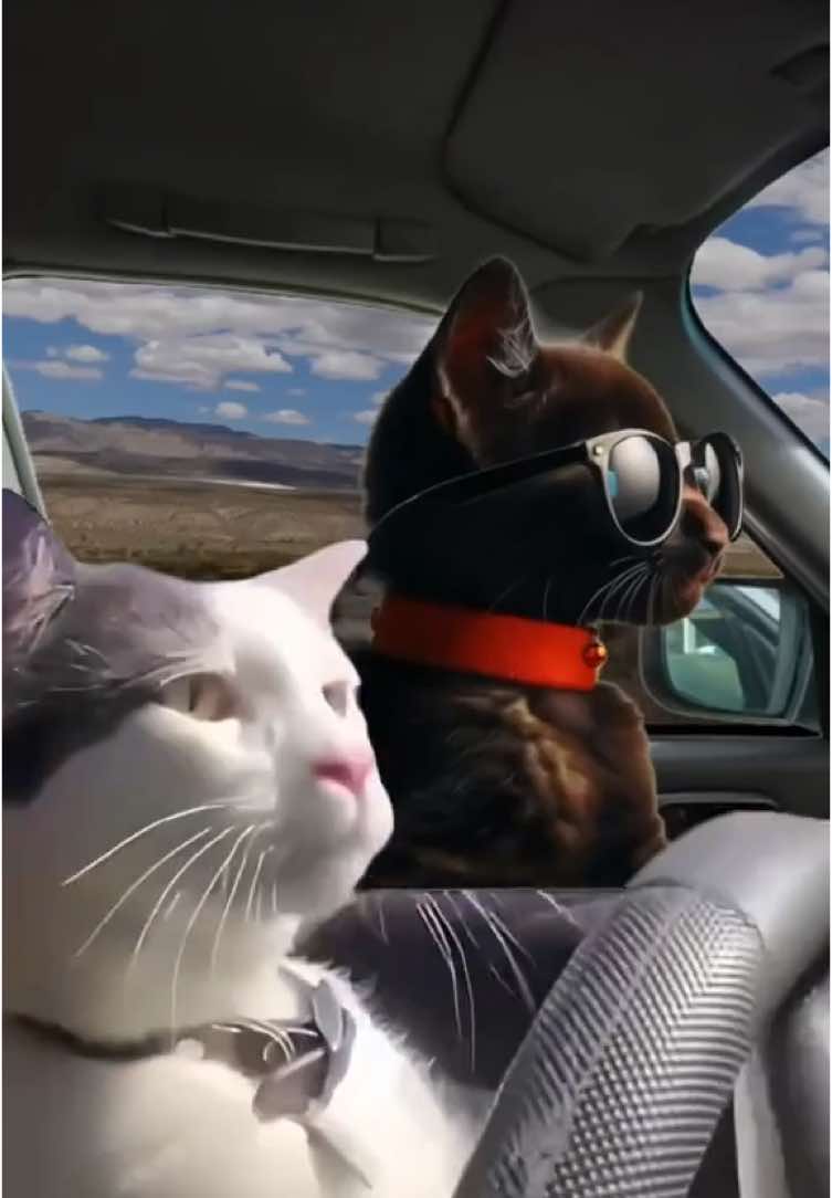 #catlover #snicker #catdriving #drivingcat #catinstagram #reels #nightcall #drive #drift #cat #car #driftingbus #snow #winter