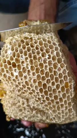 Honey #honey #suvival #bee #honeybee #catchbee #usa🇺🇸 