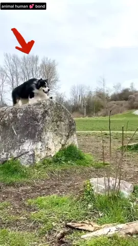 a wolf jump#amzingfacts #gyankabhandar2 #foolowers78k 