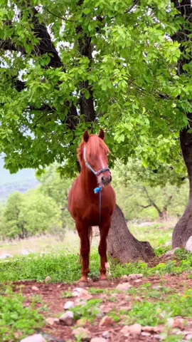 #baruzhi #barzani👑مالابارزان #arbil_kurdistan #foryou #barzan #fyp #zakho_duhok_hawler_slemani_akre siso🐎🧡