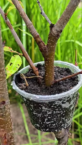Learn to clone your fruit trees with this foolproof air layering method using simple materials. #FruitTrees #PlantPropagation #Gardening #AirLayering #Orchard #PlantCloning