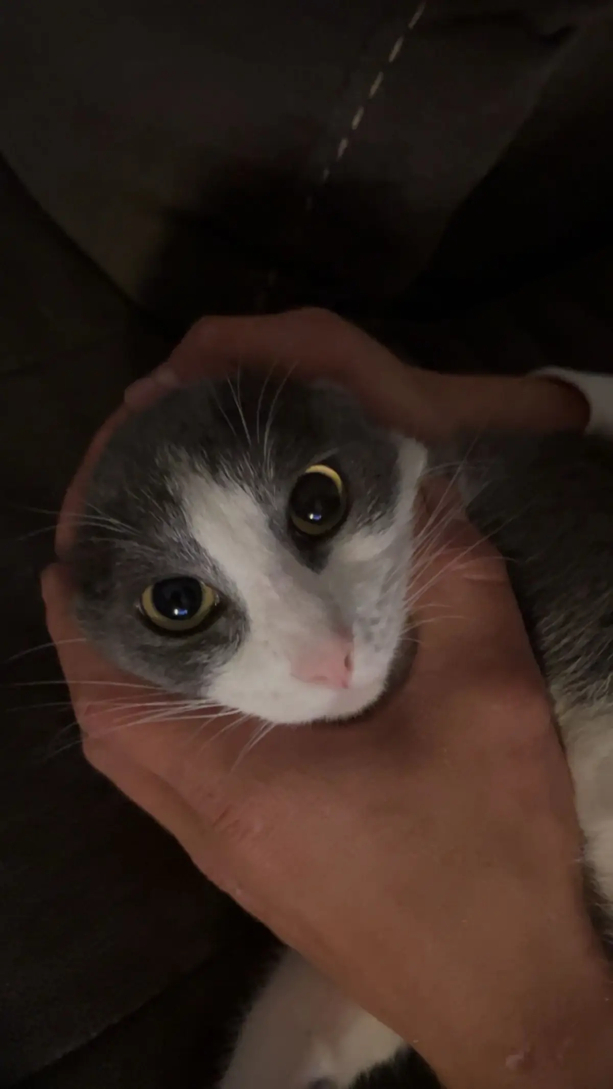 #fyp #foryoupage #cat 