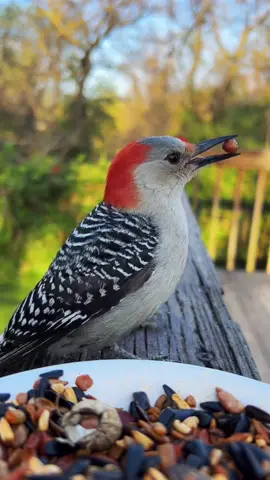 Beautiful morning. #fyp #birds #birdwatching #asmr 
