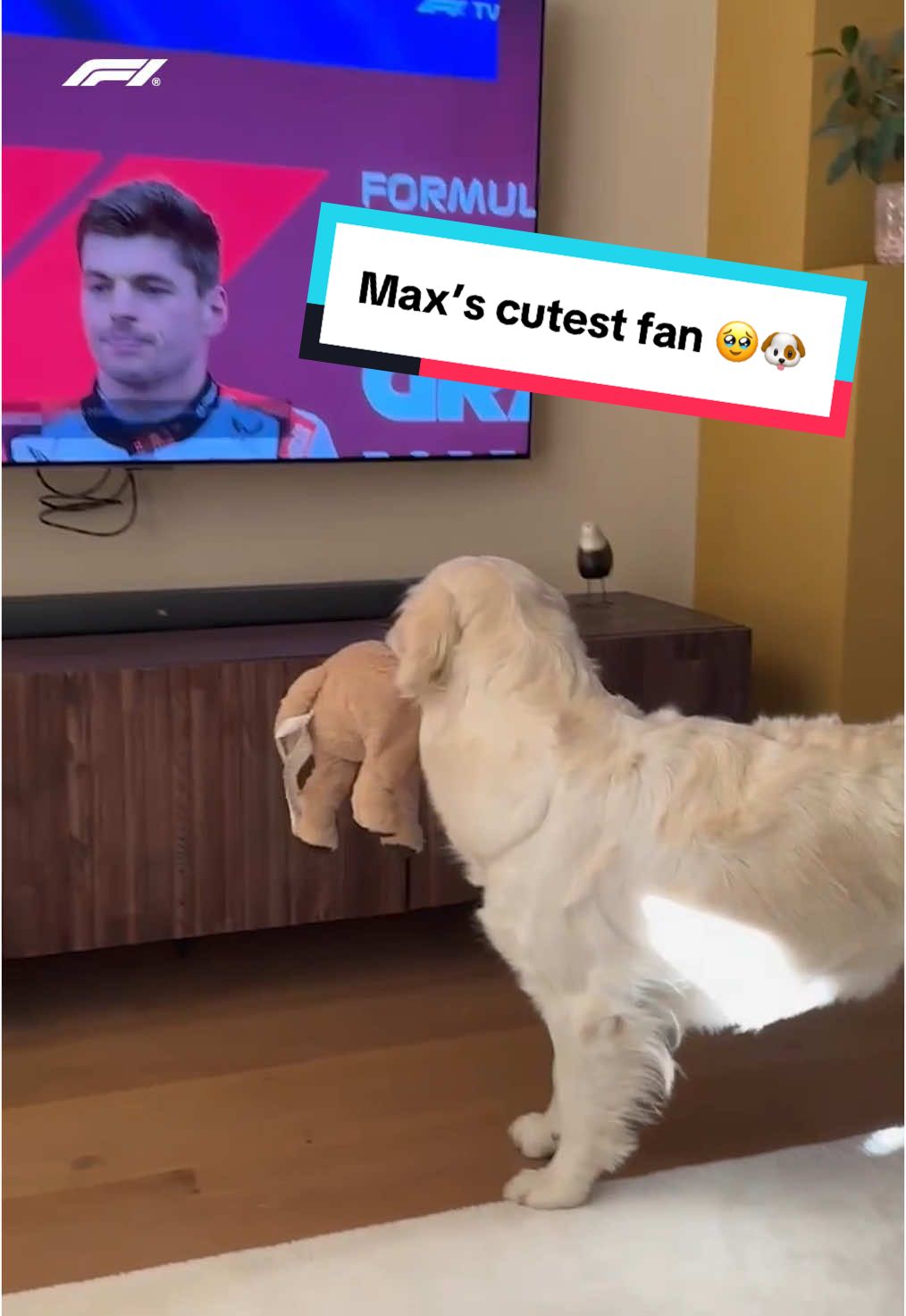 the way she brings max her toy when he wins 🥹😭 🎥: @Golden-Soof-Maxverstappen #f1 #formula1 #dogsoftiktok #maxverstappen 