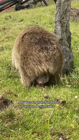pov ves este wombat bebé asomándose desde la tripita de su madre 🥺🥺🥺😭❤️ 📍María Island, Tasmania  Dato: los wombats tienen bolsa (como los canguros) pero la suya es hacia atrás  #wombat #wombats #tasmania #aussieanimals #traveltiktok #australia🇦🇺 #australiatiktok #tassie #traveltiktok #traveltok #roadtrip 