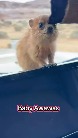 Beauty #awawa #hyraxes #hyrax #screaming #dassie #screaming #capehyrax #awawacore #rockhyrax