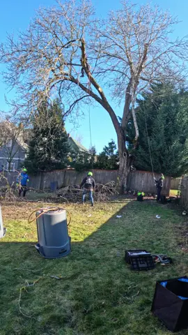 Hazardous trees near your home? 🏡 We can help! 💪 Reach out for a free quote! 📲 #treeremoval #treeservice #treeservices #portland #salem #treefelling #treecutting #treeremovalservice #treeremovalexperts #TreeRemovalPros
