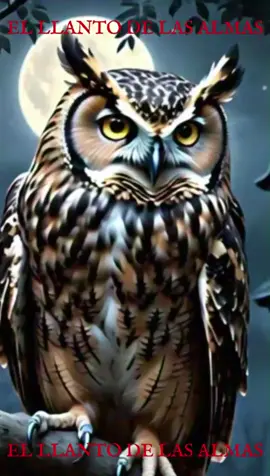 🦉 ¿Escuchaste un búho cantar cerca de tu casa? Ten cuidado… podría ser un aviso de la muerte. 💀🌒 En muchas culturas de México y América Latina, el canto del búho no es solo un sonido nocturno... Es una advertencia. Un presagio oscuro. Dicen que cuando canta cerca, alguien de esa casa va a morir. En este reel te contamos: 🔮 Por qué el búho es considerado mensajero del inframundo 👁️ Los testimonios de quienes lo escucharon… antes de una tragedia 🕯️ Y cómo protegerte si alguna vez su canto ronda tu ventana ¿Lo has oído alguna vez… justo antes de que alguien muriera? Déjalo en los comentarios… y sigue El Llanto de las Almas para más relatos oscuros que te erizarán la piel. #TerrorReal #LeyendasMexicanas #ElLlantoDeLasAlmas #Ocultismo #HistoriasDeTerror #Presagios #Búho #Misterio #paranormal 