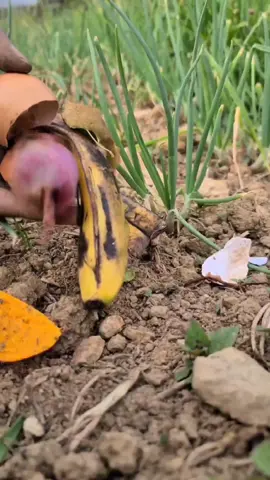 Learn the crucial difference between soil amending and fertilizing for responsible farming practices. #SustainableAgriculture #SoilManagement #OrganicAmendment #Fertilization #HealthyCrops