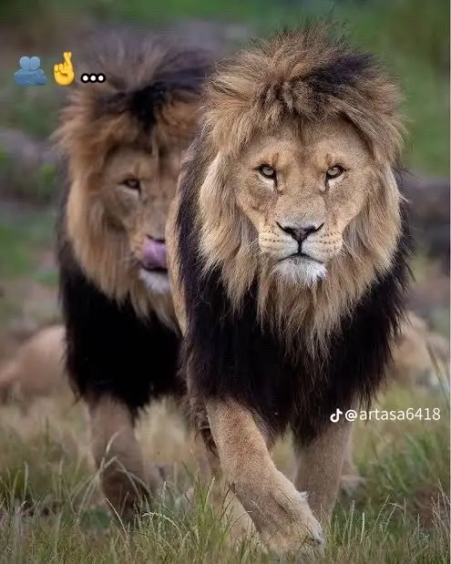 اخويا 🥷🥷⚔️