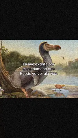 El extinto pájaro dodo podría volver a la vida gracias a las células madre. Una compañía biotecnológica planea rescatar de la extinción no solo al mamut lanudo, sino también al dodo o al tigre de Tasmania.#dodo #animalesextintos #cientifico #mamut #ciencia #fpyシ 