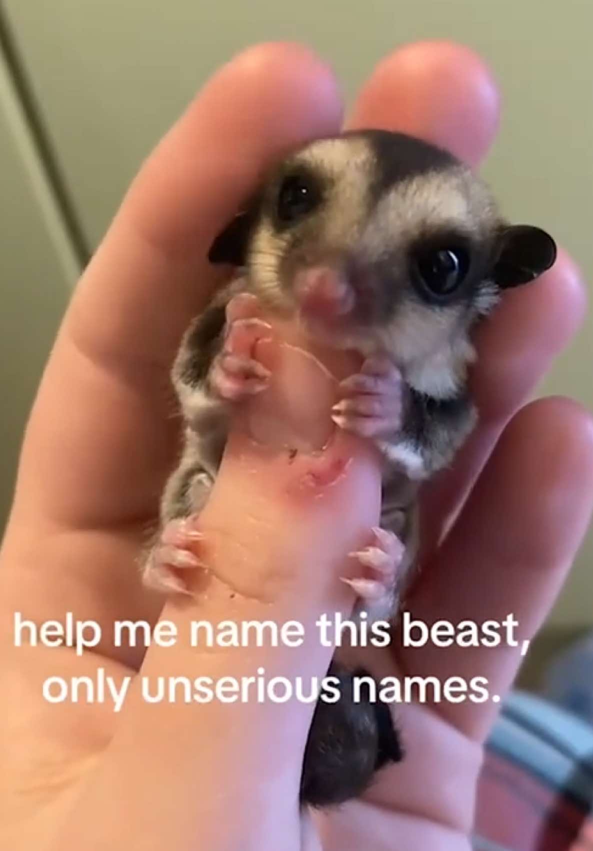 We suggest Mort 😂💕🥹 (Via - @stacypr) #SugarGlider #Cute #AdorableAnimals #BabyAnimals
