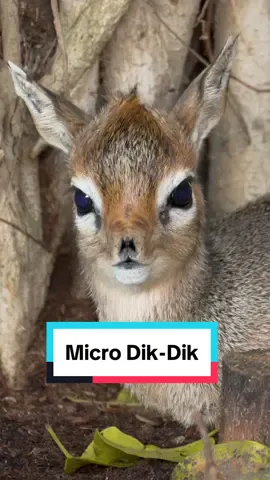 Meet the new micro dik-dik 📏  While this adorable new calf may be hard to spot at times due to the elusive nature of the species, he is definitely worth visiting next time you walk through Elephant Odyssey at the Zoo. #dikdik #microdikdik #dikdikpicpic #wigglewigglewiggle #babyanimals #cuteanimals #sandiegozoo