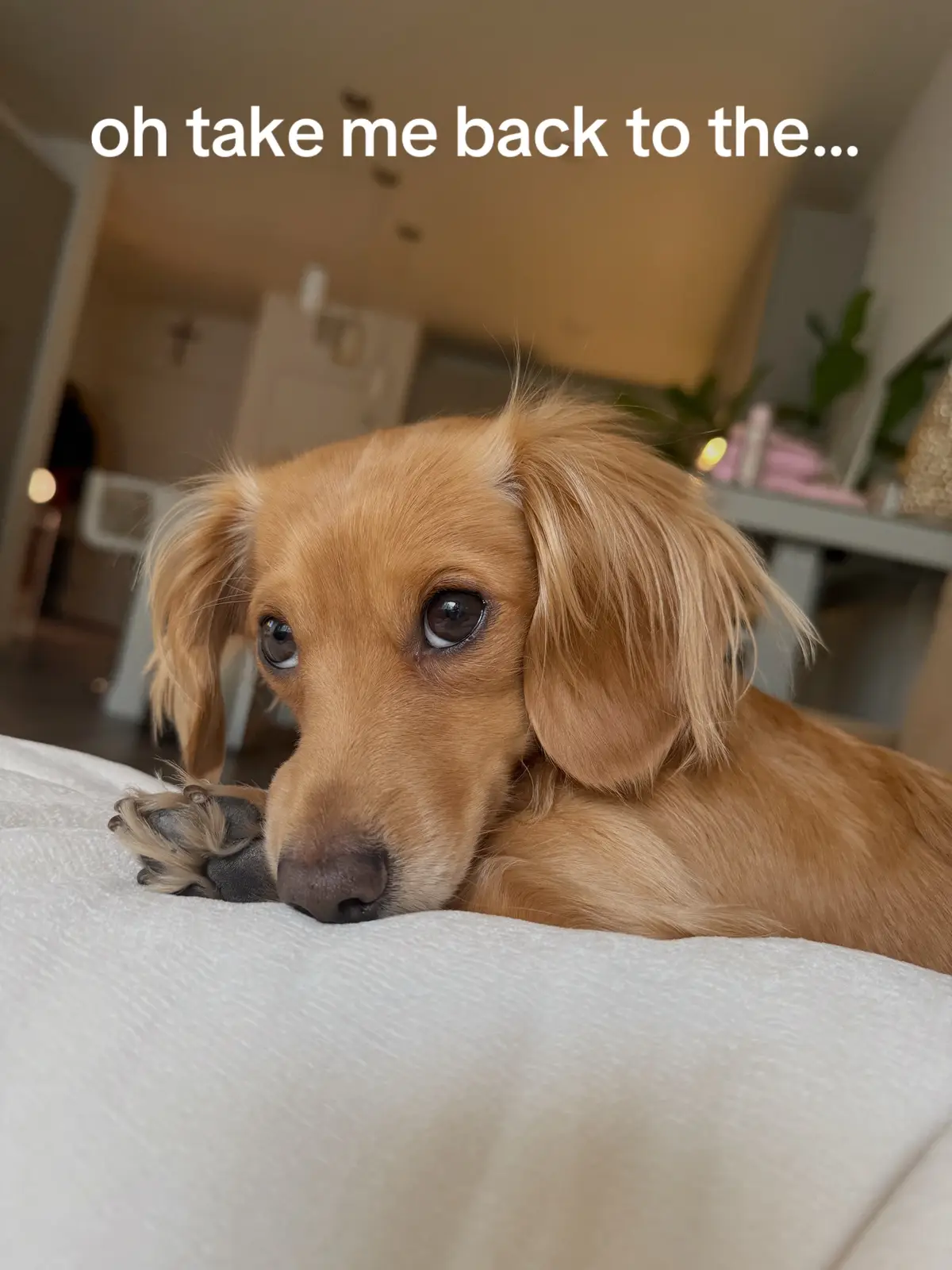 puppy cashy looks too cute 