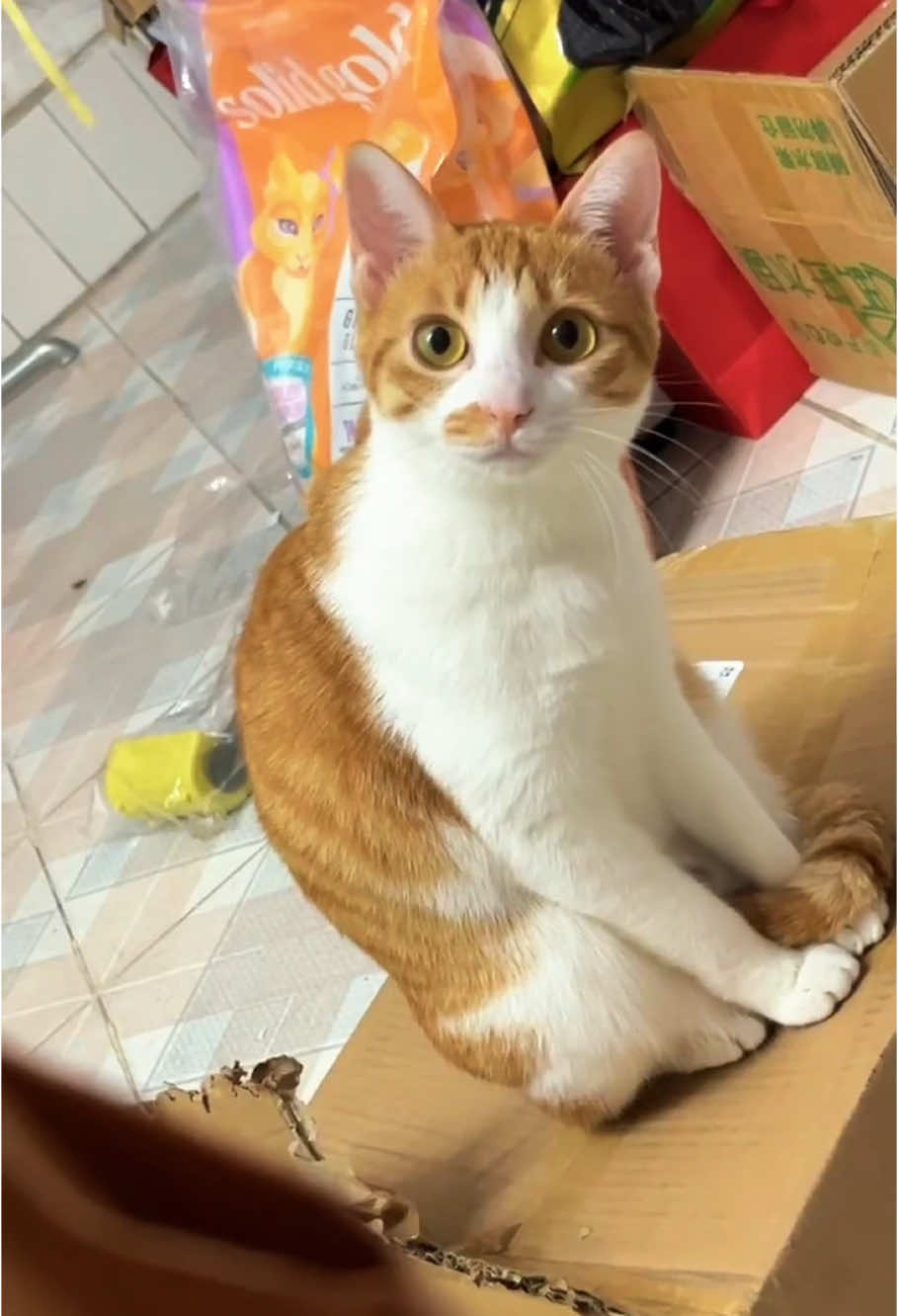 Funny cat calls 😹😹🥰 #funny #catsoftiktok #kittycat #kitty #cute #cutecat #kitten #funnyvideo #catlove #fypツ #foryou #funnycat 