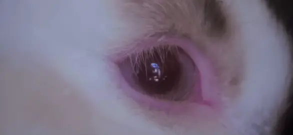die for you joji #joji #español #video #videoviral #viral #fyp #foryoupage 