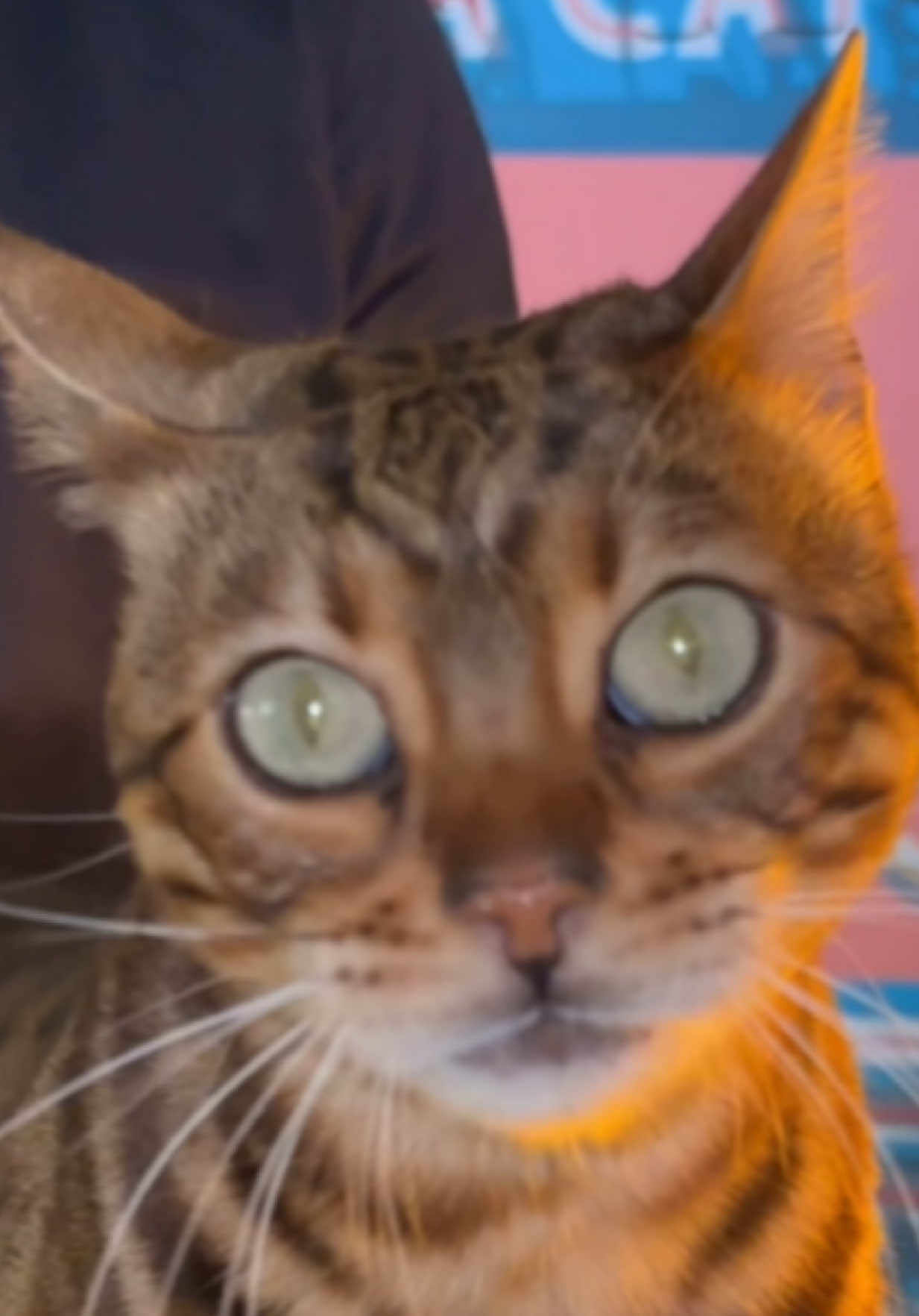 When everything feels like it’s falling apart. Get a new cat. We solve everything 🤭 #catsoftiktok #bengalcat #cat 