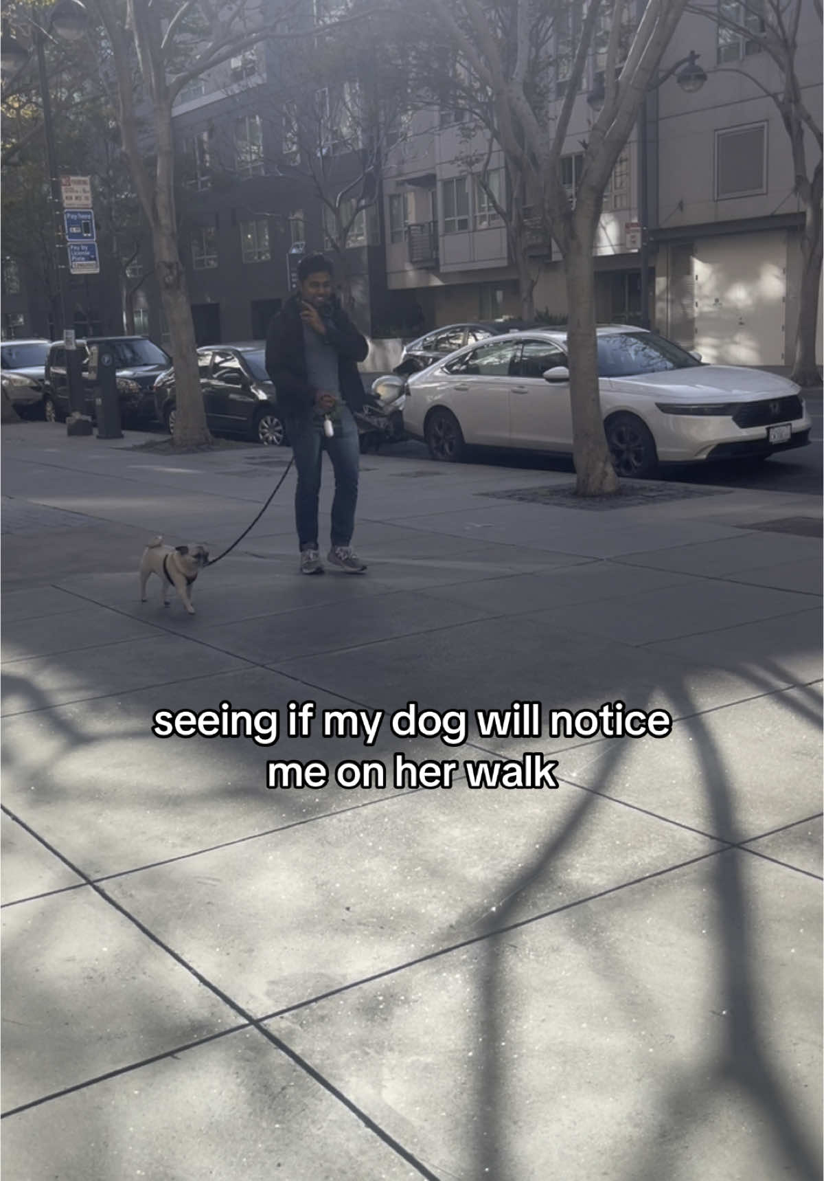 how will she survive in the wild 😫 #puglife #fyp #walk 