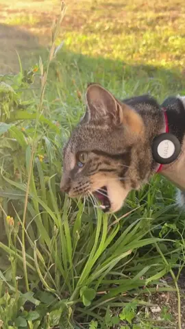 A day in the life of my indoor cats 🥰 #catsoftiktok #catlover #catlife #catloversclub #fyp #fypシ゚ #tabbycat #kittenlove #catmomlife #catasmr #cats #catvideo #funnycat #kitten #kittentok #catmom 