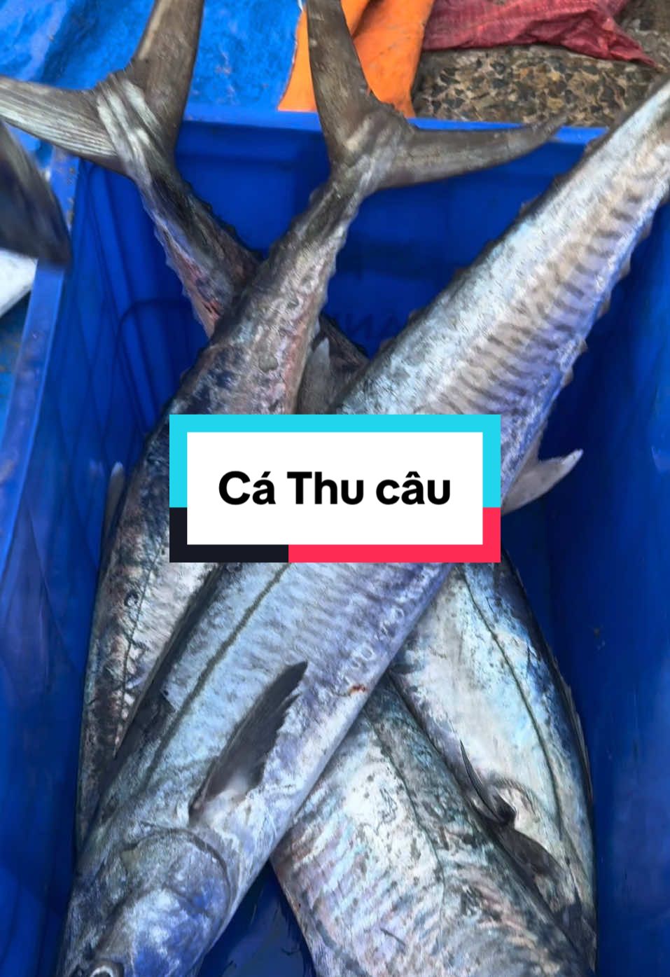 Cá Thu câu cập bến Bình Thạnh, Tuy Phong#Changthichca #changthichcabien #cabien #catuoi #cathu 