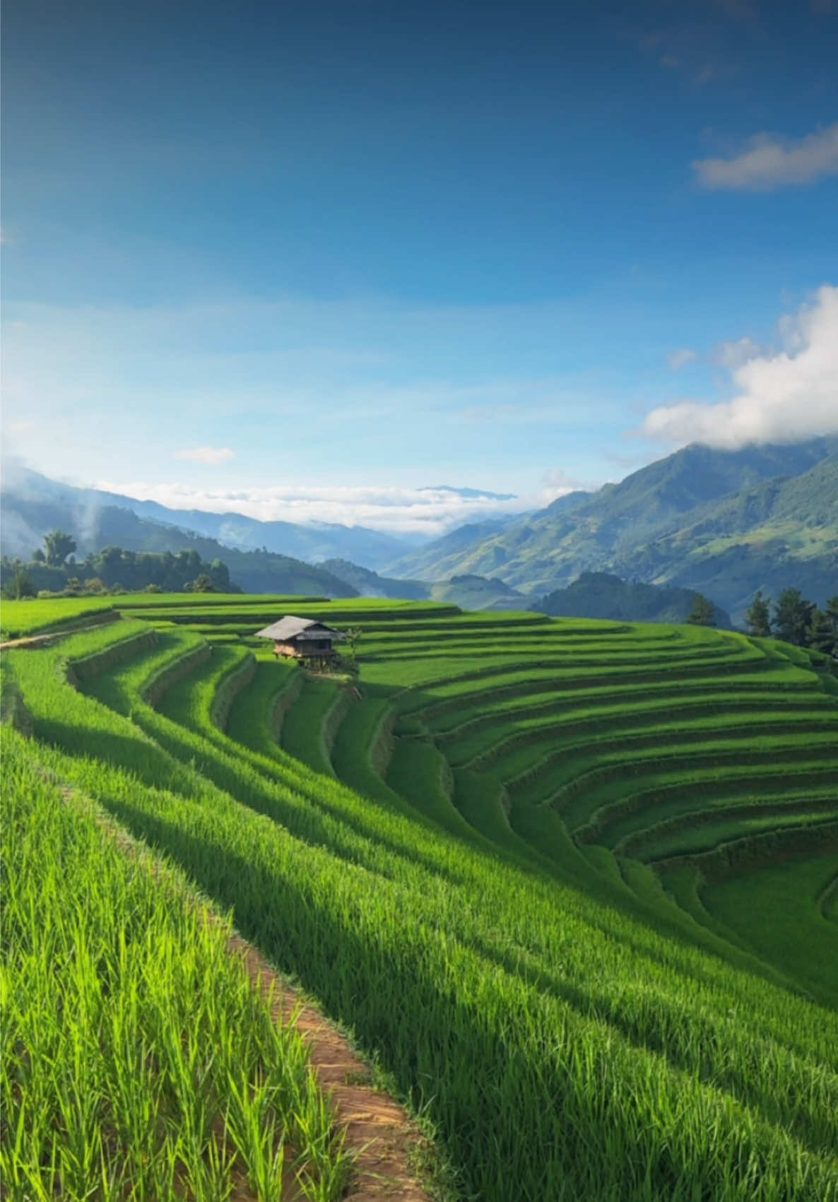 Móng Ngựa, Mù Cang Chải, Yên Bái, Việt Nam #mucangchai #yenbai #taybac #lua #phuot #vietnam #travel 