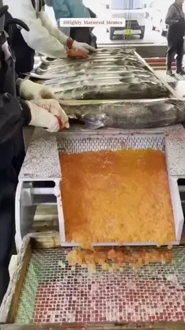 Ever wondered how Salmon farming works? From carefully extracting eggs to raising healthy fish, it's a fascinating process that blends nature and nurture. Watch these tiny eggs transform into the Salmon on your plate! 🐟 🌟