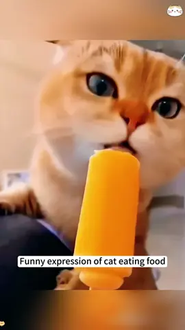 Funny expression of cat eating food🤣🤣#tiktok #foryou #cat #funnycat #fyp #funnyvideo 
