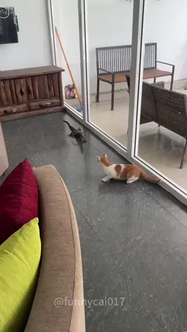 🧐The cat sees a lizard for the first time #cat #catsoftiktok #catlover #funny #funnyvideos #foryou #fypage  #funnycat #funnytiktok #cats