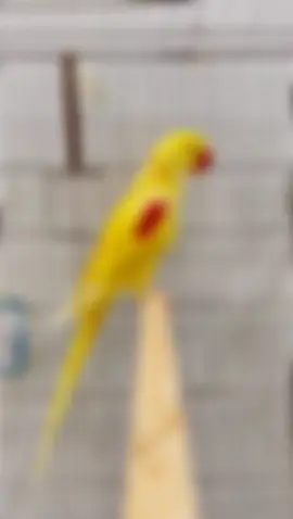 Lutino alexandrine pair #2k25 #foryou #goviral #parrot #parrotsoftiktok #parrotslover #trending #fyp #growmyaccount #goviral 