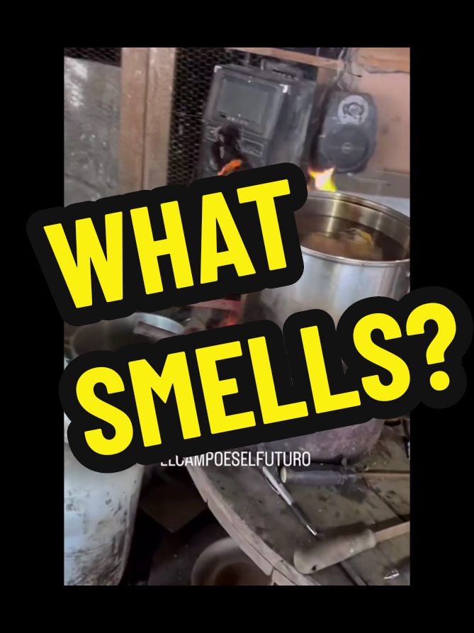 The chicken.. not a very smart bird #chicken #burning #fire #smell #cookedchicken #hilarious #fyp #viral #goviral #funnyvideo #viralvideo 