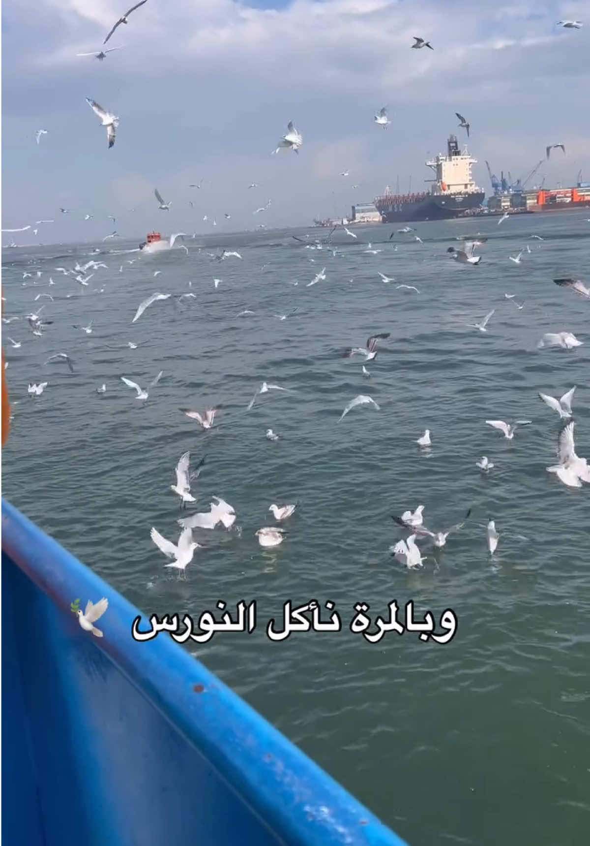 الطبيعة عندنا غييير 😍❤️ #fyp #viral #fypp #بورسعيد #بورفؤاد 