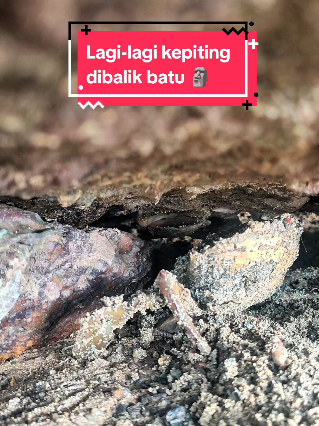 Ada udang dibalik batu ❎ ada kepiting dibalik batu ✅ #berburu #kepiting #kepitingbakau #crab #giantcrab  #fyp #viral #tiktok #jejakkaki 