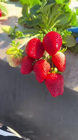 🍓👩🏻‍🌾 come pick strawberries with me #happy #garden #smile #fruit 