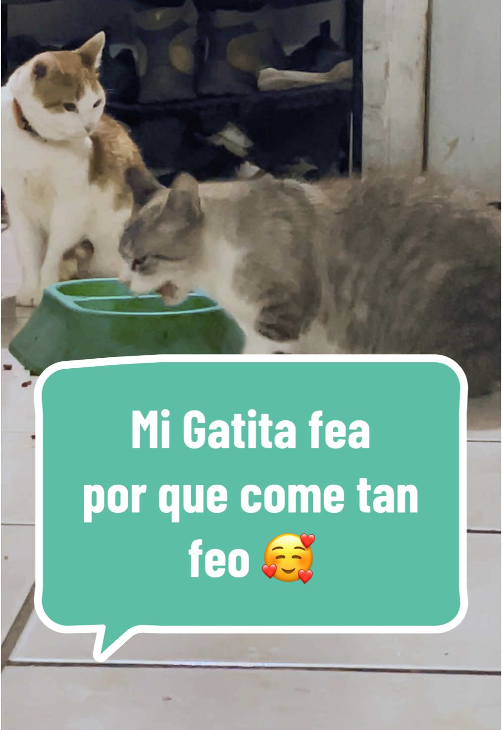 Pobresita agarra las croquetas de una por una 🥺 #gatita 
