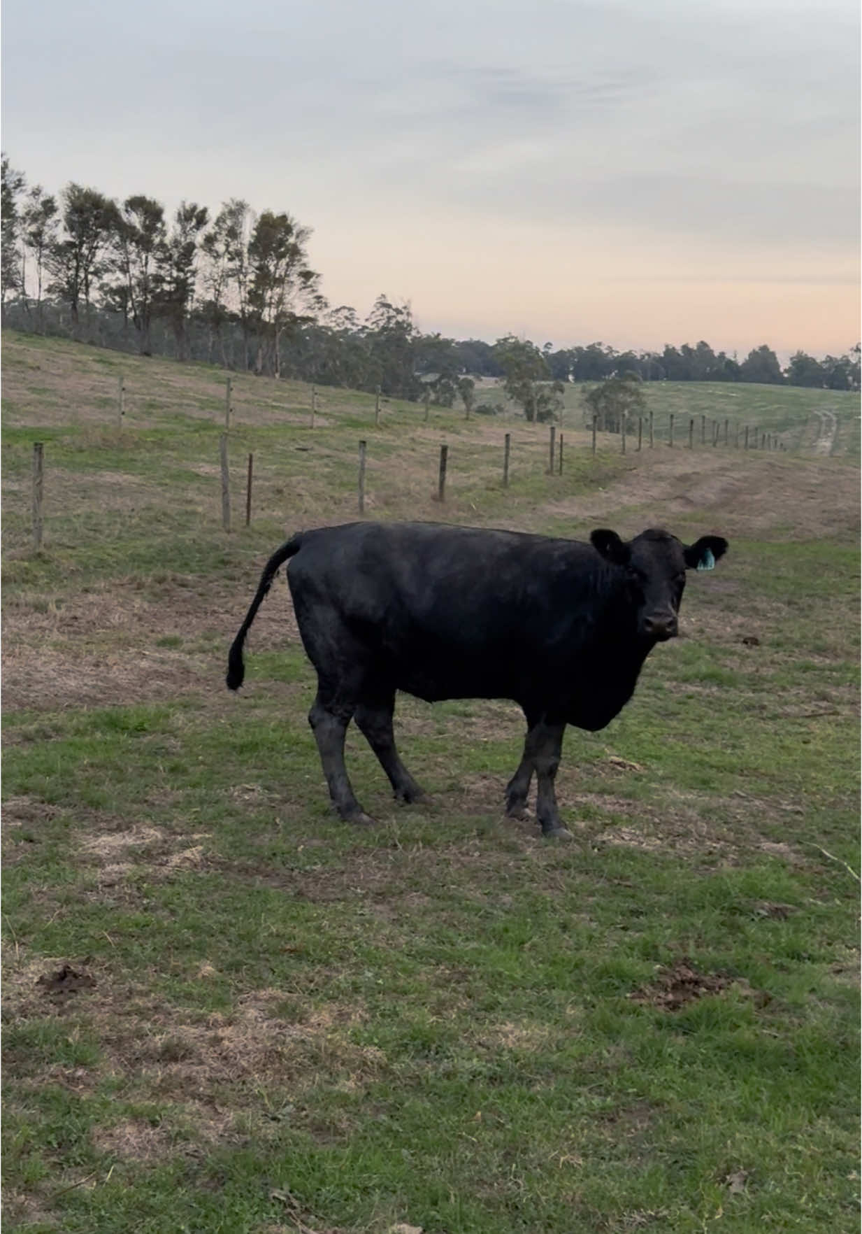 Sorry for all the swearing in this video guys, sometimes these cattle they really test you… meet Bonny #farmer #farming #youngfarmer #gippsland #australia #farmlife #farmboy #angus #cattle #fyp #funny #laugh #naughty 
