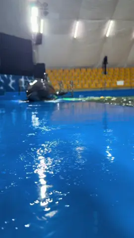 #dolphins #show #animal 