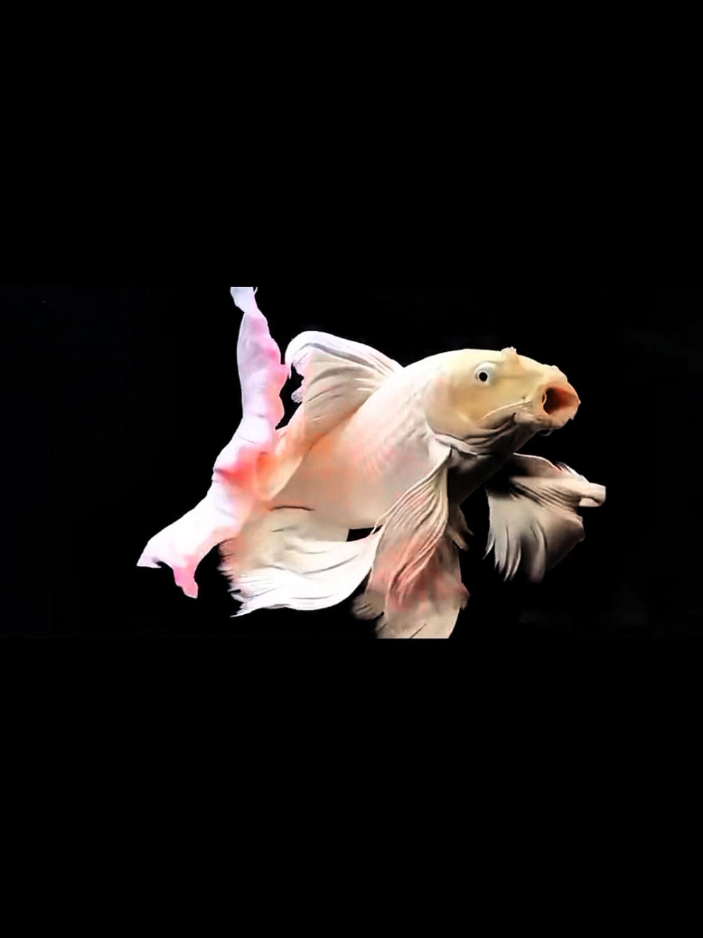 ... ❤️  #fish #foryou #fyp #trending 