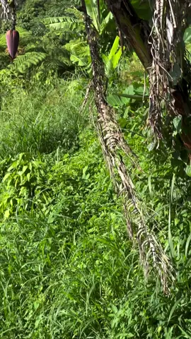 La soufrière gourbeyre Guadeloupe  #971 #guadeloupe #souffriere #volcan #nature #island #antilles #voyage #travel2025 #vacances #explor #paysagemagnifiques #gwada 