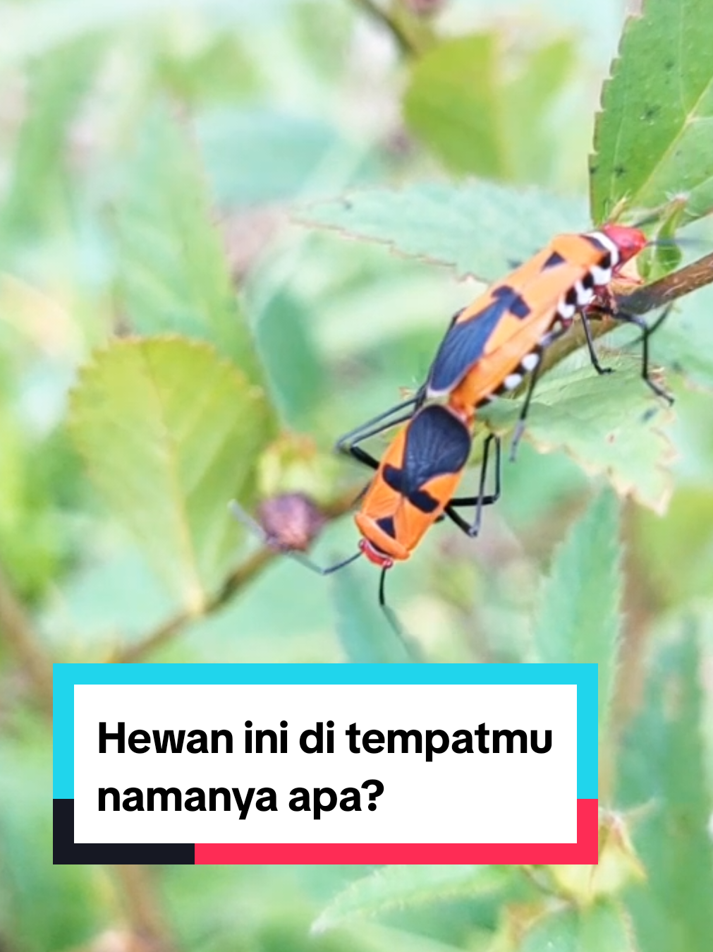 Hewan ini di tempatmu namanya apa? #BapakPucung #KepikMerah #SeranggaUnik #CeritaRakyat #FaunaIndonesia #HewanJawa #HewanLucu #FaktaHewan #TikTokEdukasi #FYP #FYPIndonesia #HewanKecil #HewanLangka #EdukasiAnak #CapCut 