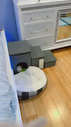 #fypシ゚viral #livingmybestlife #livelaughlove🥰 #onthisday #mylittleleo #🐶🐶🐶🐶 #🥰🥰🥰🥰🥰 