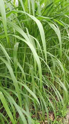 dari semua jenis HPT, King Grass masih favorit saya karena produksinya ynag tinggi dan tanpa perlakuan yang rumit. Cukup siram urin atau kohe setiap habis panen maka akan menghasilkan rumpun besar dg -+20 batang yang hampir rata2 besar jempol kaki orang dewasa.  #Kinggrass #petani #peternak