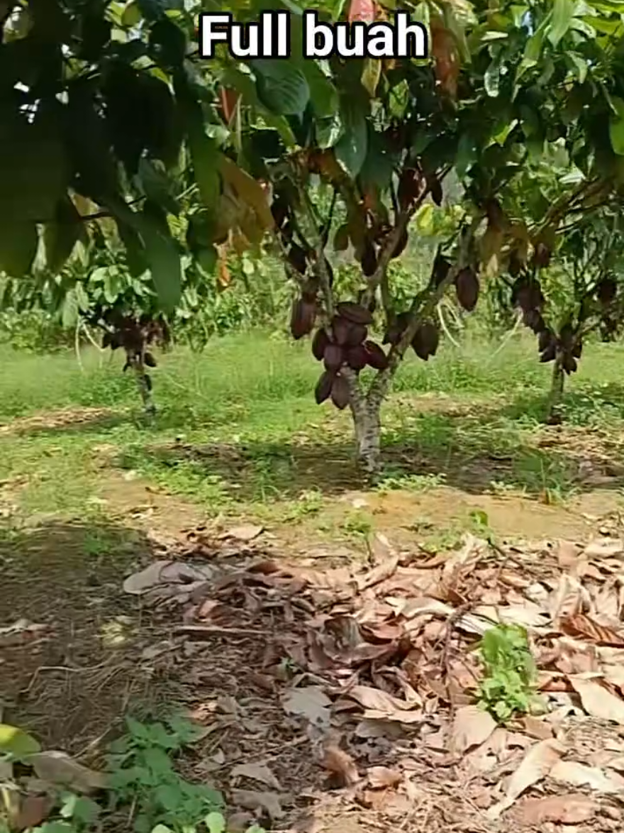 Kakao Full Buah #kakaomcc02  #kakaounggul #kakaosulawesi #kakaolampung #kakaoindonesia #kontenkita  #fyp #hargakakao #petanikakao