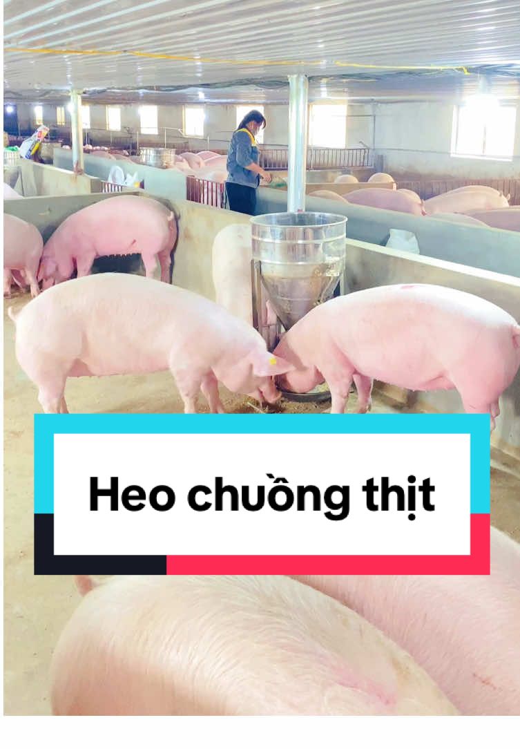 Mỗi ngày vào chuồng nhìn các em heo khoẻ mạnh là vui rồi🥰🐷#heo #lợn #pigfarm #channuoiheo #xuhuongtiktok2025❤️🌈✔️ 