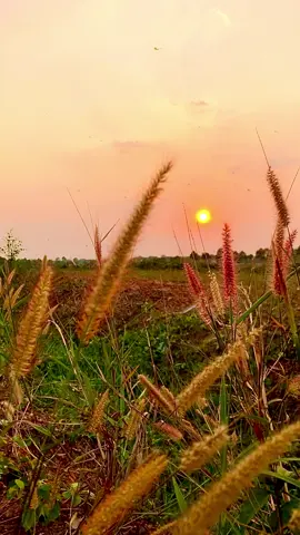 Quê nghèo nước mặn đồng chua làm sau giữ chân một người#chill #tamtrang #binhyen #62longan #xu #lofi #hoanghon 