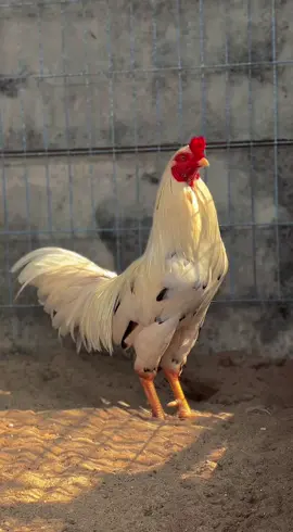 Con bướm xinh..con bướm xinh 🐓🐓 #yeudongvat #gamientay #gadep #xh 