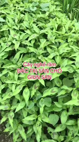 Cây nghể răm, đặc trị sán chó#baithuocdangian #thuocnamsuckhoe #sancho 